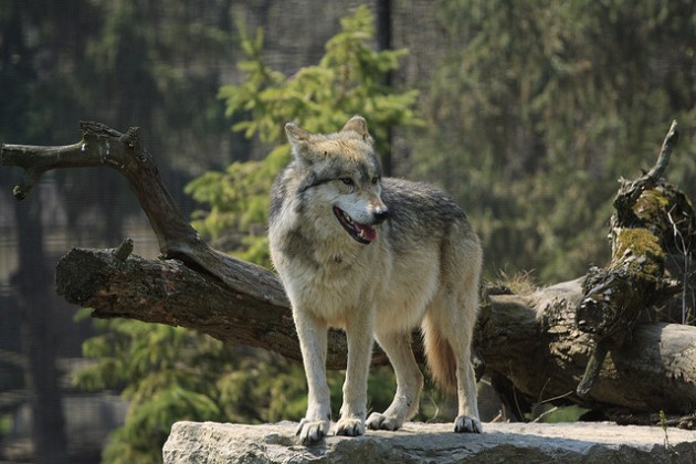 Yellowstone Wolf